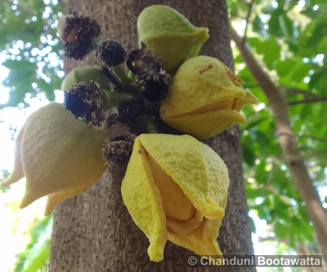 Annona muricata