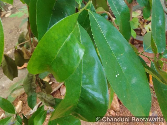 Annona muricata