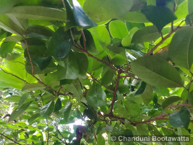 Annona muricata