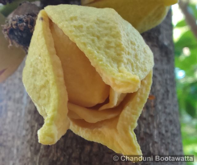 Annona muricata