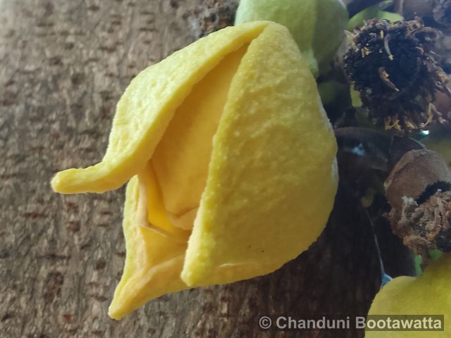 Annona muricata