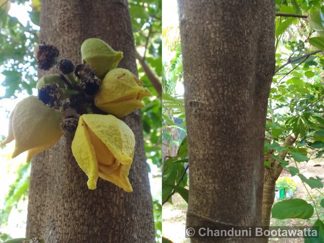 Annona muricata