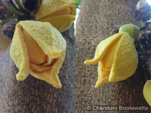 Annona muricata