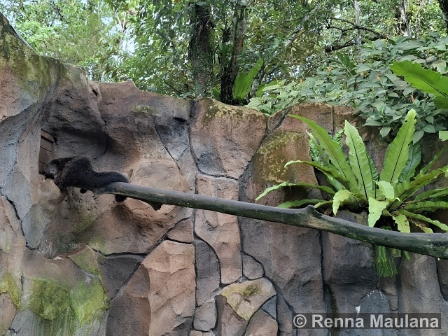 Arctictis binturong