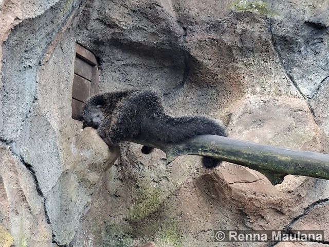 Arctictis binturong