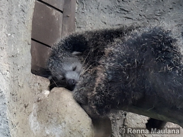 Arctictis binturong
