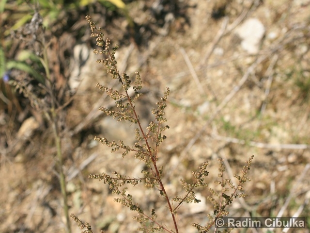 Artemisia scoparia