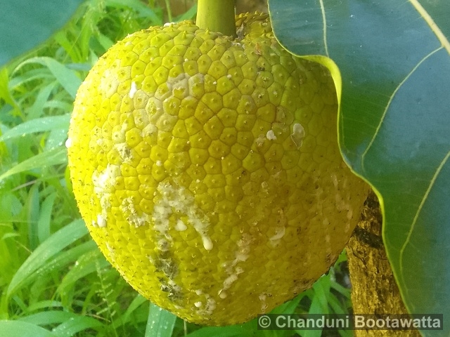 ARTOCARPUS ALTILIS (Parkinson) Fosberg – Breadfruit