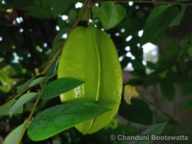 Averrhoa carambola