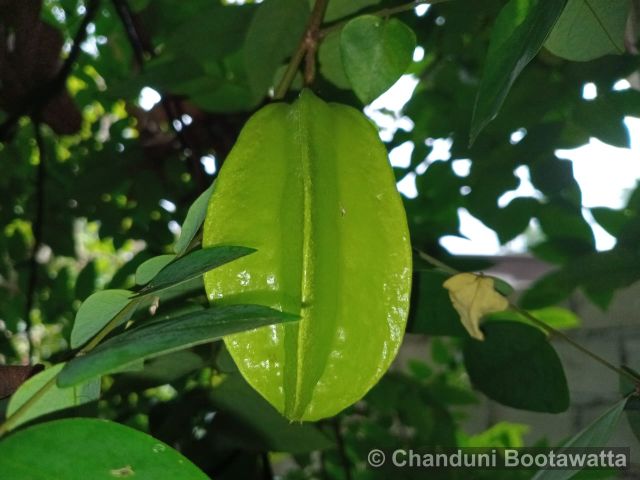AVERRHOA CARAMBOLA L. – Star fruit AVERRHOA CARAMBOLA L. – Star fruit