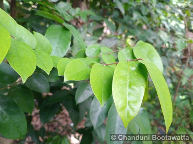 Averrhoa carambola