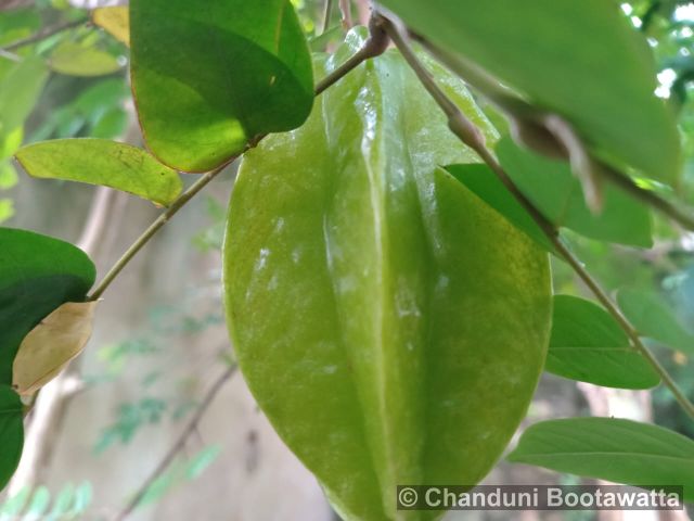 Averrhoa carambola