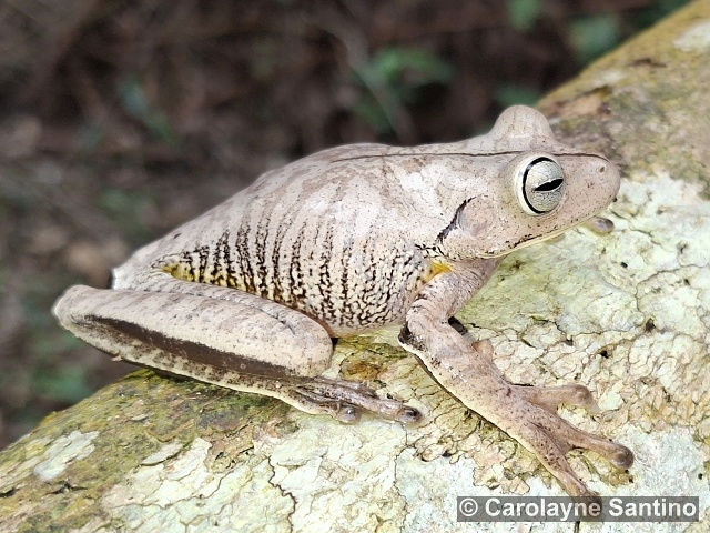 BOANA FABER (Wied-Neuwied, 1821) – rosnička kovář Boana faber