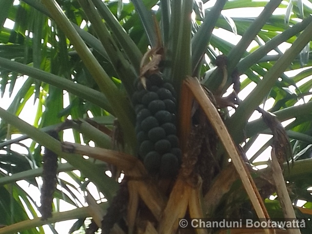 Borassodendron machadonis