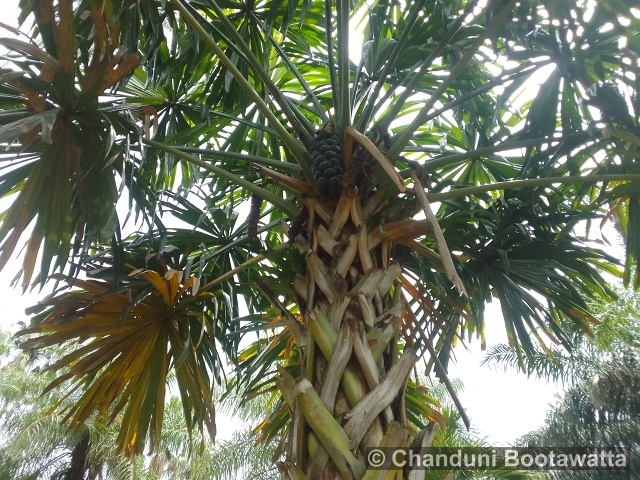 Borassodendron machadonis 