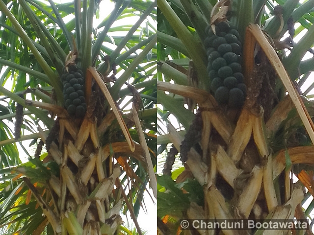 Borassodendron machadonis