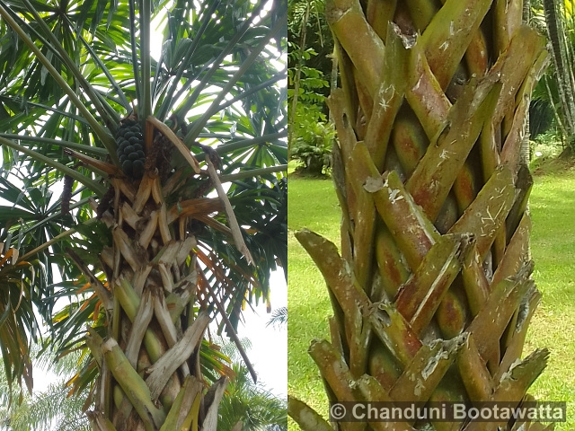 Borassodendron machadonis