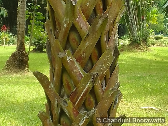 Borassodendron machadonis