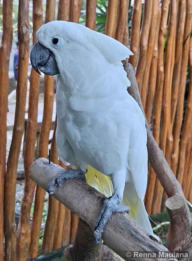 Cacatua alba