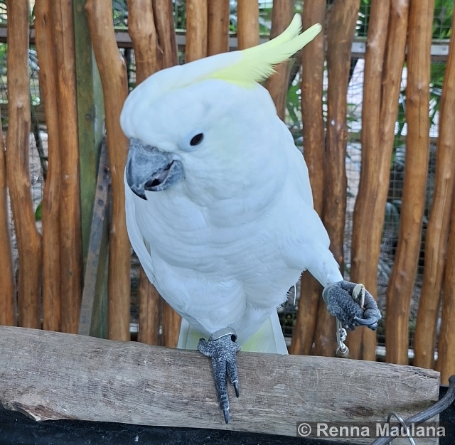 Cacatua alba