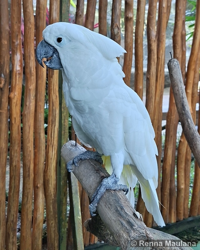 Cacatua alba