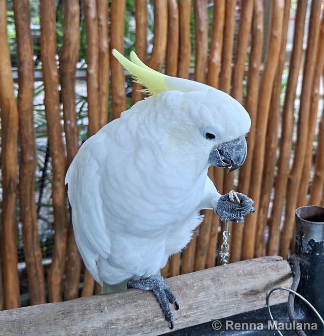 Cacatua alba