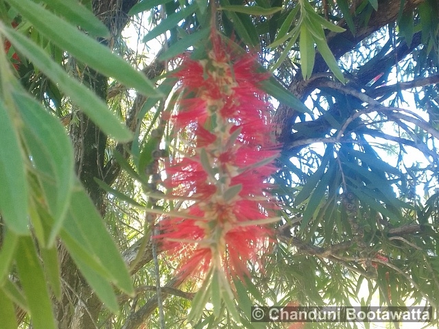 Calistemon viminalis