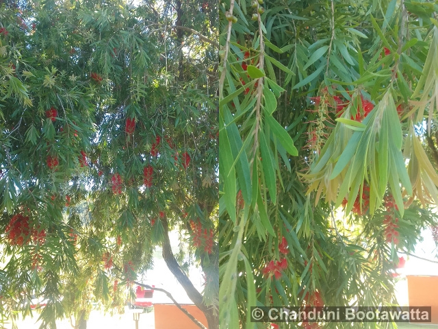 Calistemon viminalis