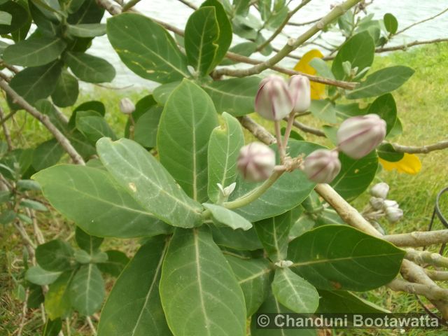 Calotropis gigantea