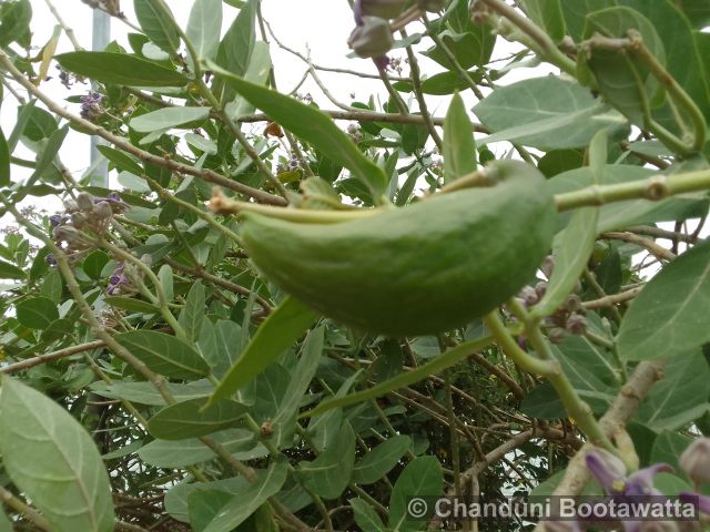 Calotropis gigantea