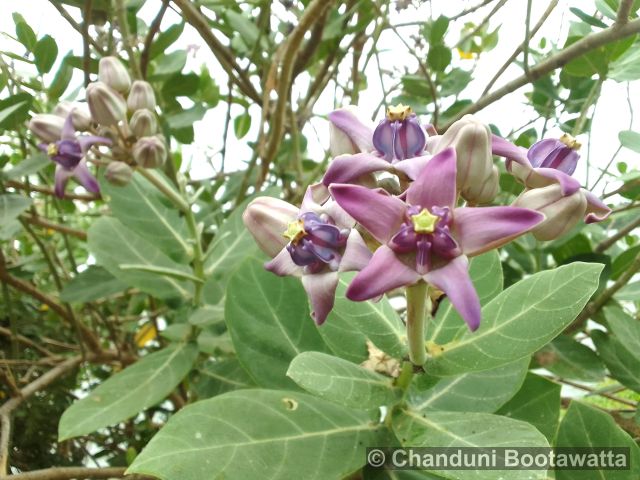 Calotropis gigantea