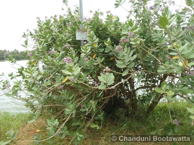 Calotropis gigantea