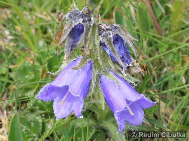Campanula alpina