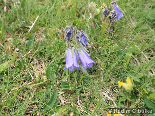 Campanula alpina