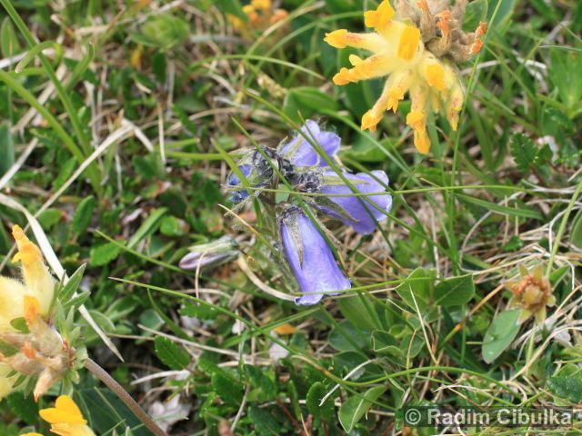 Campanula alpina