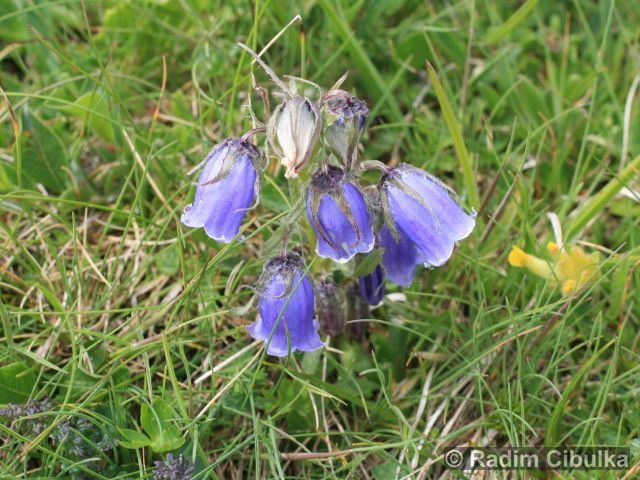 Campanula alpina