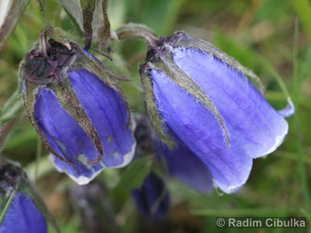 Campanula alpina