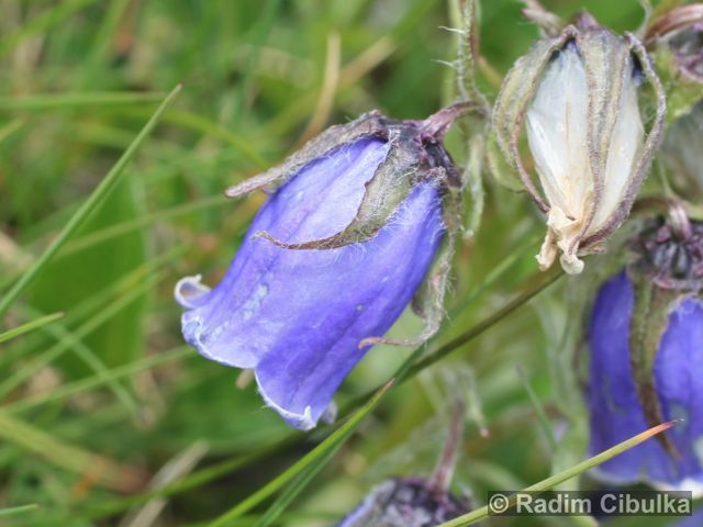 Campanula alpina