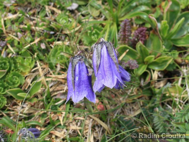 Campanula alpina