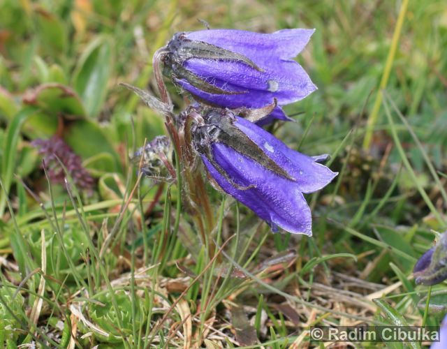 CAMPANULA ALPINA Jacq. – zvonek alpský