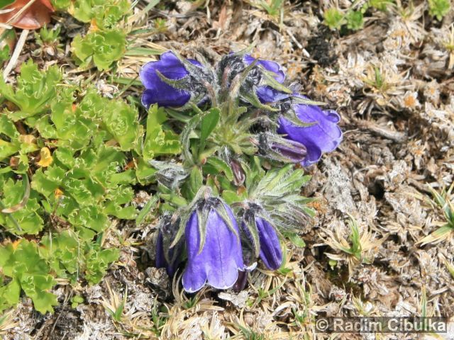 Campanula alpina