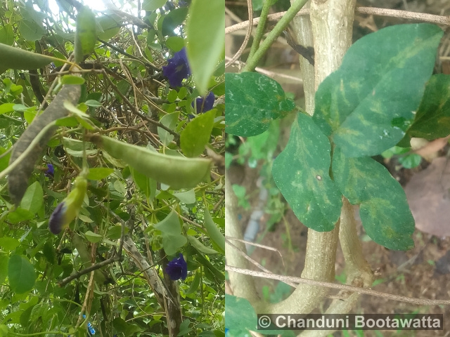 Clitoria ternatea 