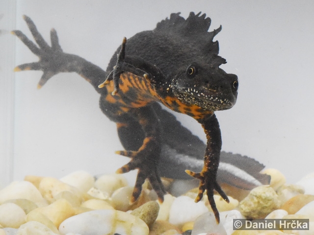 Triturus carnifex