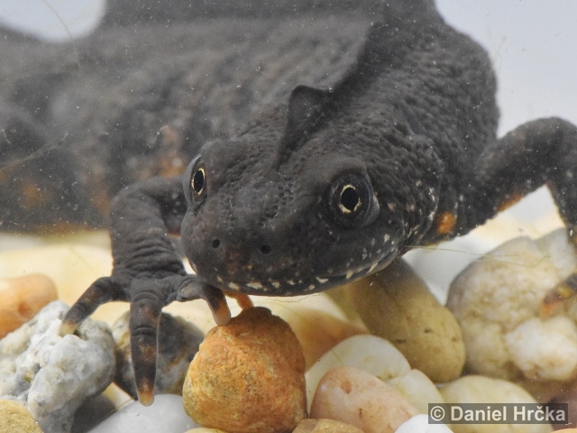 Triturus carnifex