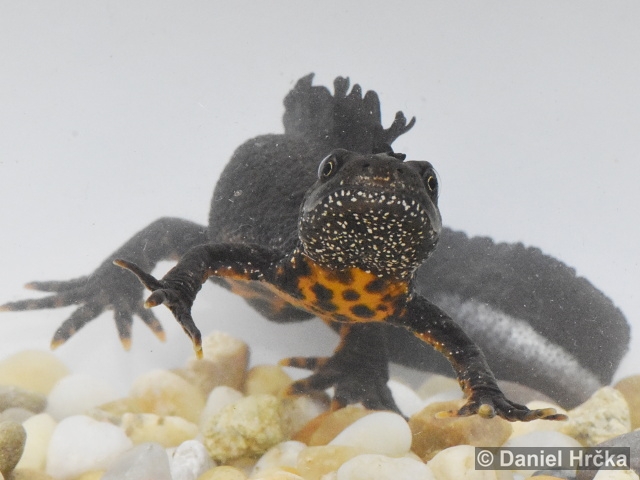 Triturus carnifex