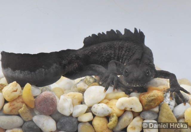Triturus carnifex