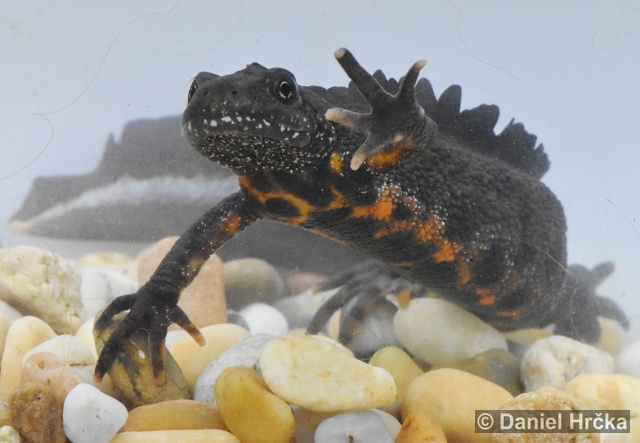 Triturus carnifex