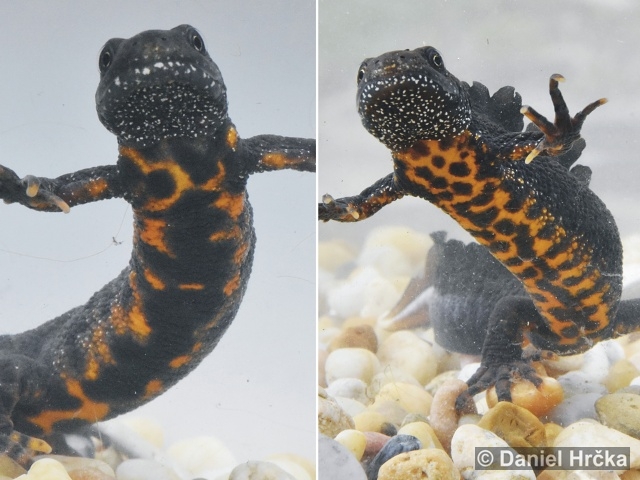 Triturus carnifex
