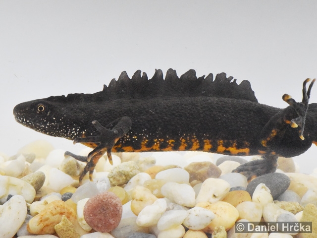 Triturus carnifex