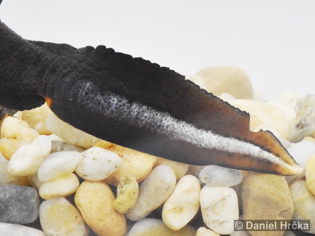Triturus carnifex
